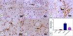 CD68 Antibody in Immunohistochemistry (Paraffin) (IHC (P))