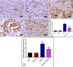 Active/Pro-Caspase 3 Antibody in Immunohistochemistry (Paraffin) (IHC (P))