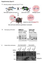 CPT1A Antibody in Western Blot (WB)