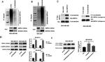MAGEA6 Antibody in Western Blot (WB)