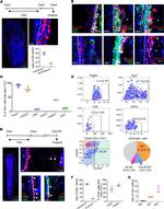 Ly-6A/E (Sca-1) Antibody in Flow Cytometry (Flow)
