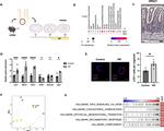 VIPR1 Antibody in Immunohistochemistry (Paraffin) (IHC (P))