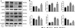 IRS4 Antibody in Western Blot (WB)