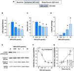Mu-Calpain Antibody in Western Blot (WB)