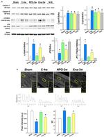 JPH2 Antibody in Western Blot (WB)