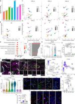 CD4 Antibody in Immunohistochemistry (IHC)