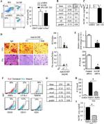 LYVE1 Antibody in Flow Cytometry (Flow)