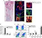 CD11b Antibody in Flow Cytometry (Flow)