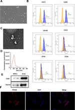 CD73 Antibody in Flow Cytometry (Flow)