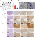 KLF14 Antibody in Western Blot (WB)