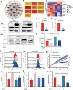 KLF14 Antibody in Western Blot (WB)