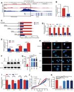 KLF14 Antibody in Western Blot (WB)