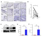 KLF14 Antibody in Western Blot (WB)
