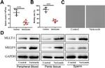 MLLT11 Antibody in Western Blot (WB)