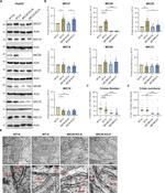 Apolipoprotein O Antibody in Western Blot (WB)