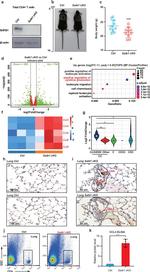 CD25 Antibody in Flow Cytometry (Flow)