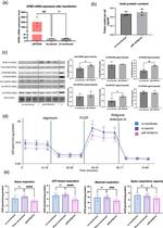 GFM2 Antibody in Western Blot (WB)