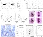 IL-22 Antibody in Flow Cytometry (Flow)