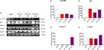 LAMP2 Antibody in Western Blot (WB)