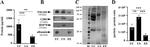 Bovine Serum Albumin Antibody in Western Blot (WB)