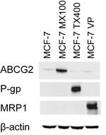 P-Glycoprotein Antibody in Western Blot (WB)