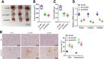 Granzyme B Antibody in Immunohistochemistry (Paraffin) (IHC (P))
