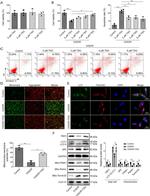 Parkin Antibody in Western Blot (WB)