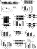 USP10 Antibody in Western Blot, Immunoprecipitation (WB, IP)