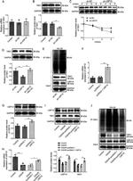 USP10 Antibody in Western Blot (WB)