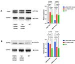 BMPR2 Antibody in Western Blot (WB)