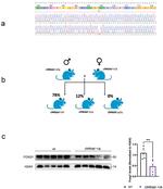 FOXG1 Antibody in Western Blot (WB)