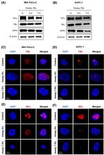 NPM1 Antibody in Western Blot (WB)