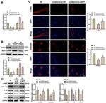 HDAC6 Antibody in Western Blot (WB)