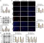 HDAC6 Antibody in Western Blot (WB)