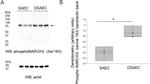 Phospho-MARCKS (Ser163) Antibody in Western Blot (WB)