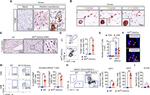 CD11c Antibody in Flow Cytometry (Flow)