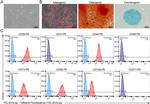 CD105 (Endoglin) Antibody in Flow Cytometry (Flow)