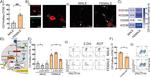 CD209 (DC-SIGN) Antibody in Flow Cytometry (Flow)
