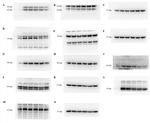 COX2 Antibody in Western Blot (WB)