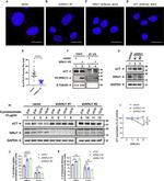 Ninjurin 1 Antibody in Western Blot, Immunoprecipitation (WB, IP)