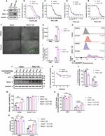 Ninjurin 1 Antibody in Western Blot (WB)