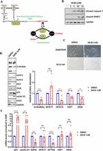 O-linked N-acetylglucosamine (O-GlcNAc) Antibody in Western Blot (WB)