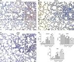 ATP7A Antibody in Immunohistochemistry (Paraffin) (IHC (P))