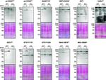 PLCG2 Antibody in Western Blot (WB)