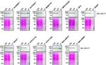PLCG2 Antibody in Western Blot, Immunoprecipitation (WB, IP)