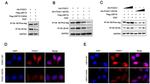 FOXC1 Antibody in Western Blot (WB)