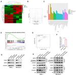 FOXC1 Antibody in Western Blot (WB)
