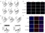iNOS Antibody in Western Blot (WB)