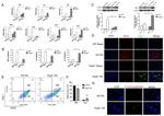 iNOS Antibody in Western Blot (WB)