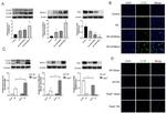 iNOS Antibody in Western Blot (WB)
